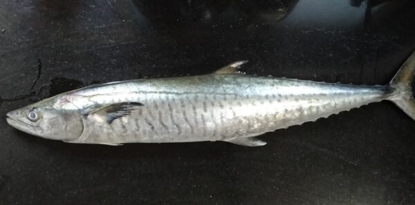 Surmai whole Fish